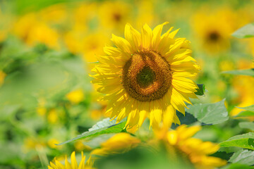 태백 구와우해바라기마을 해바라기