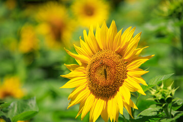 태백 구와우해바라기마을 해바라기