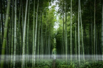 Fototapeta premium Bamboo forest with a mystical fog in the morning light and a path