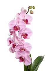 Pink orchid flower in full bloom on green stem with white petals. Elegant, delicate, graceful design. Single, beautiful, lovely, charming floral arrangement with vibrant colours, soft hues, gentle