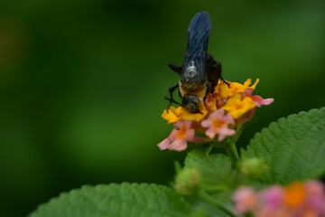 A large black pollinator covered in yellow pollen feeds on a vibrant, multi-colored Lantana camara...