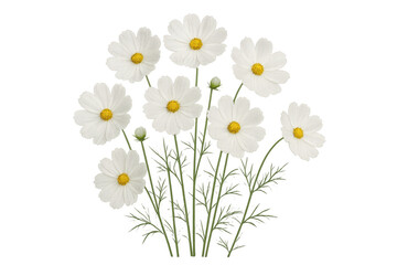 Bouquet of white cosmos flowers with transparent background