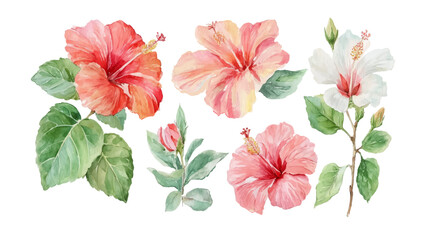 watercolor hibiscus flower botanical tropical floral clipart design
