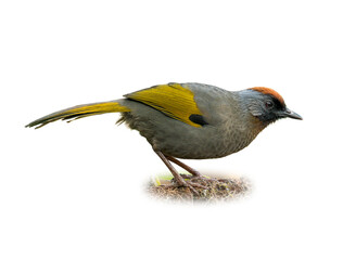Silver-eared Laughingthrush with rufous crown and olive-yellow wings perched on forest floor, side view on white background.