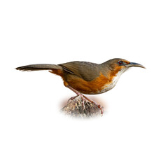 Rusty-cheeked Scimitar Babbler perched alertly on a rock, showing off its distinct rusty-orange cheek and long curved bill.