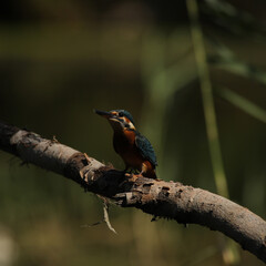 kingfisher on a branch