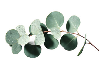 Eucalyptus branch with water droplets isolated on white transparent background
