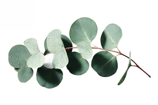 Eucalyptus branch with water droplets isolated on white transparent background