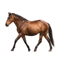 Side view of a light brown horse in motion
