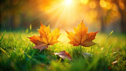 Golden Autumn Leaves Bask in the Warm Sunlight's Embrace, a Serene Meadow Scene