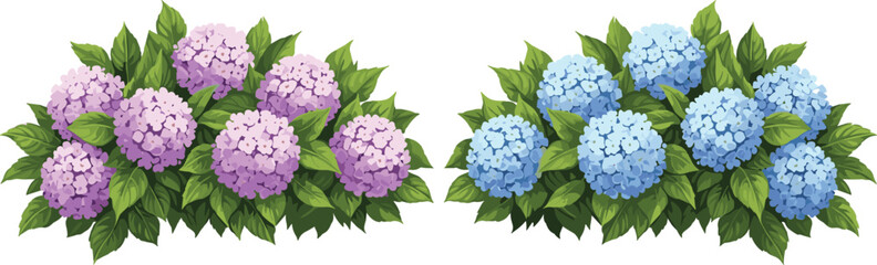 Hydrangea bushes with purple and blue flowers, floral garden shrubs illustration, blooming nature clipart, botanical decorative plant art