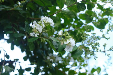 やさしいグリーンの風景