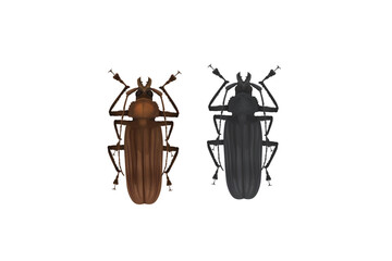 stag beetle on white background