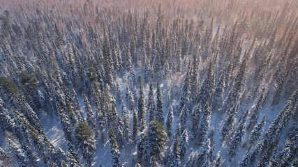 Aerial top view of Beautiful northern nature winter forest with sunlight, snow covered larch trees. - Powered by Adobe