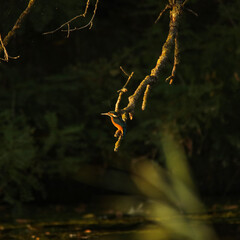 kingfisher on the branch