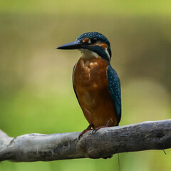 Naklejka premium kingfisher on the branch