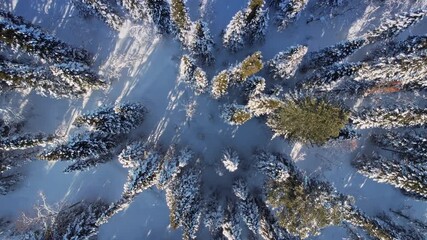 Beautiful northern nature winter forest with sunlight, snow covered larch trees, Aerial top view. - Powered by Adobe