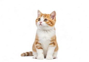 Illustration of orange and white tabby kitten sitting and looking up isolated on transparent background
