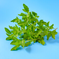 Holy basil or tulsi leaves over color background.