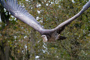 Vautour africain (Gyps spec.) en plein vol, ailes largement déployées, rapace charognard emblématique des savanes et présenté en spectacle de rapaces