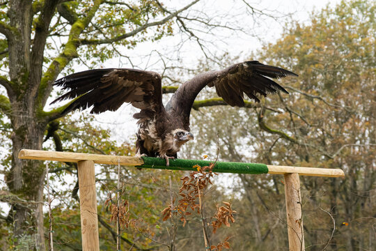 Vautour moine (Aegypius monachus), grand rapace charognard sombre aux ailes imposantes, perch&eacute; et d&eacute;ployant ses ailes lors d&rsquo;un spectacle de rapaces