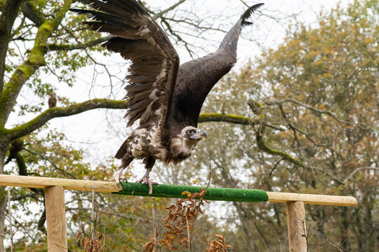 Vautour moine (Aegypius monachus), grand rapace charognard sombre aux ailes imposantes, perch&eacute; et d&eacute;ployant ses ailes lors d&rsquo;un spectacle de rapaces