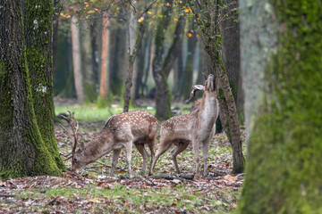 Daims européens (Dama dama) dans la forêt, mâles au pelage tacheté et aux bois palmés,...
