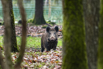 Sanglier (Sus scrofa) dans la forêt, mammifère sauvage emblématique d’Europe, observé entre les arbres au milieu des feuilles mortes