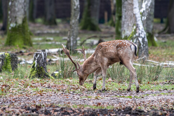 Daims européens (Dama dama) dans la forêt, mâles au pelage tacheté et aux bois palmés,...