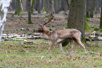 Daims européens (Dama dama) dans la forêt, mâles au pelage tacheté et aux bois palmés,...