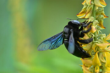 A black Violet Carpenter Bee (Xylocopa valga) with iridescent wings pollinates a yellow Crotalaria...