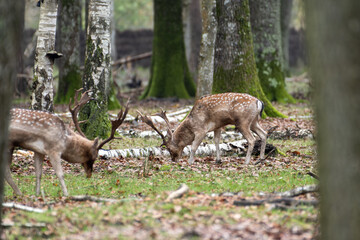 Daims européens (Dama dama) dans la forêt, mâles au pelage tacheté et aux bois palmés,...
