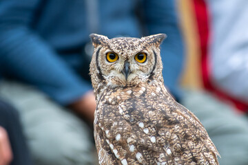 Hibou grand-duc (Bubo bubo), gros rapace nocturne aux yeux jaunes perçants, observé de près lors d’un spectacle de fauconnerie éducative