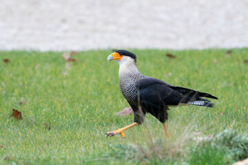 Caracara huppé (Caracara plancus) marchant sur l’herbe lors d’un spectacle de rapaces à l’Espace Rambouillet
