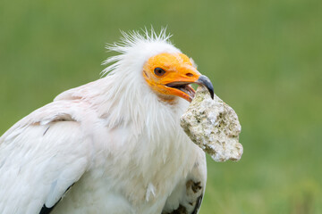 Percnoptère d’Égypte (Neophron percnopterus) utilisant un outil pour casser un œuf lors d’un spectacle de rapaces
