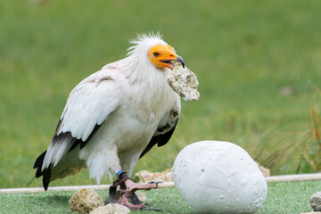 Percnoptère d’Égypte (Neophron percnopterus) utilisant un outil pour casser un œuf lors d’un spectacle de rapaces