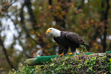 Pygargue à tête blanche (Haliaeetus leucocephalus), grand rapace emblématique d’Amérique du Nord, posé sur un perchoir lors d’un spectacle de rapaces