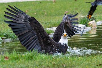 Pygargues à tête blanche (Haliaeetus leucocephalus), adulte et immature, en interaction au-dessus de l’eau lors d’un spectacle de rapaces
