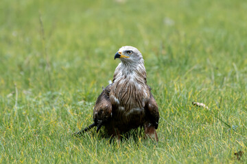 Milan noir (Milvus migrans) en posture d’observation sur l’herbe lors d’un spectacle de rapaces à l’Espace Rambouillet