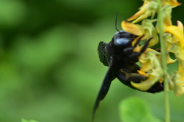 A black Violet Carpenter Bee (Xylocopa valga) with iridescent wings pollinates a yellow Crotalaria pallida flower. Macro view.
