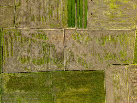 Aerial view of patchwork fields creating geometric patterns under the sun, with vibrant green crops contrasting with the earthy tones of the soil, Jember, Kaliwates, Indonesia.