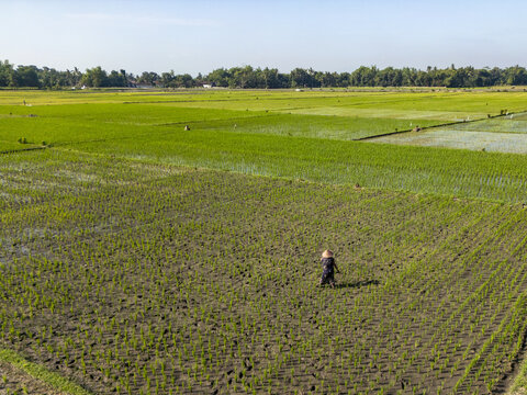 Aerial view of lush green rice paddies stretch under the sun's gaze, punctuated by figures tending the land, a vivid tableau of rural life, Jember, Kaliwates, Indonesia.