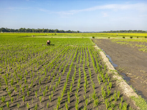 Aerial view of vibrant green rice paddy fields stretch towards the horizon under a clear blue sky, Kaliwates, Indonesia.