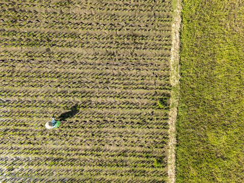 Aerial view of a lone figure works the land where freshly tilled soil meets vibrant green fields, contrasting textures under the vast sky, Jember, Kaliwates, Indonesia.