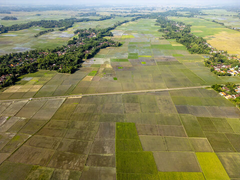 Aerial view of a patchwork quilt of vibrant green and golden rice paddies stretches to the horizon, punctuated by clusters of trees and rural dwellings, Jember, Kaliwates, Indonesia.