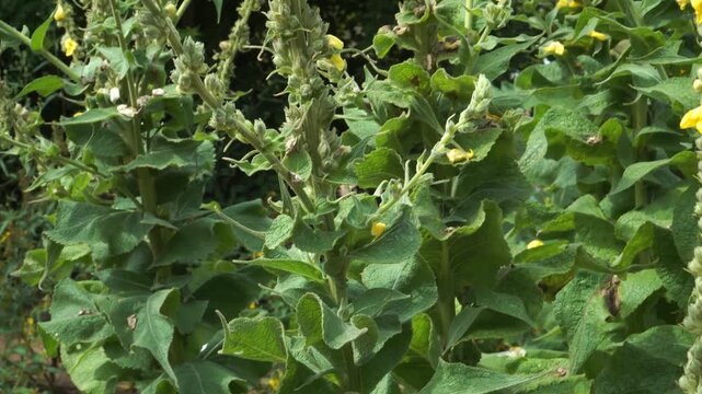 A dense stand of Orange Mullein shows the plant's full growth. The medicinal Verbascum phlomoides features tall stalks with yellow flowers and large, woolly leaves. 🌿