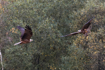 Rapaces en vol au-dessus de la forêt, grandes ailes déployées et vol plané synchronisé, observation naturaliste et spectacle de rapaces