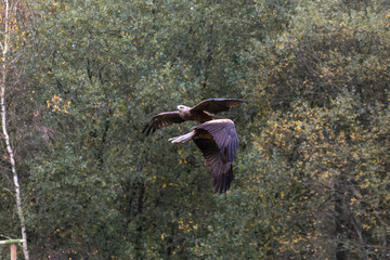 Rapaces en vol au-dessus de la forêt, grandes ailes déployées et vol plané synchronisé, observation naturaliste et spectacle de rapaces