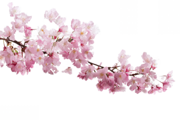 Pink Cherry Blossoms Isolated on White Transparent Background