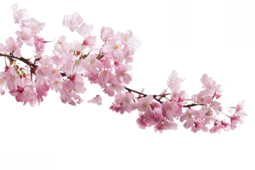 Selbstklebende Fototapeten Kirschblüte Pink Cherry Blossoms Isolated on White Transparent Background  © Vivid Pixel
